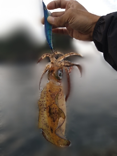 秋イカエギング